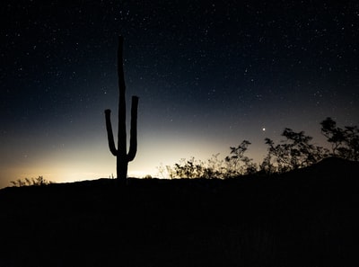 silhouette on cactus plant
